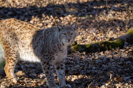 Wild lynx in the forest looking into the camera close up pictureの写真素材