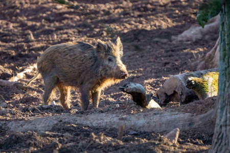 Wild young boar in autumn forest looking for foodの写真素材