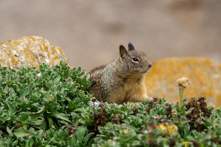 Close up picture of a cute California ground squirrel at 17 Mile Driveの写真素材