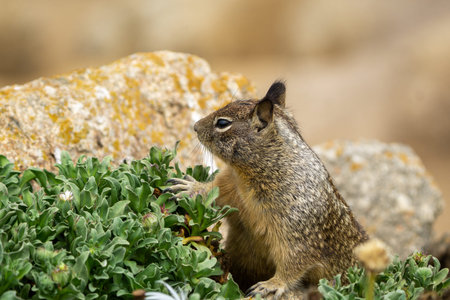 Close up picture of a cute California ground squirrel at 17 Mile Drive