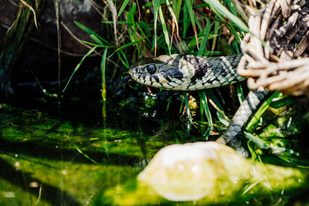 Close up of a Grass snake taking a swimの写真素材