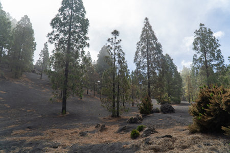 Amazing volcanic scenery with pine forest on La Palma. Volcanic ashes after eruptionの写真素材
