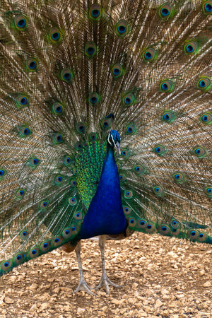 Peacock opening his colorful and brilliant tail feathers.の写真素材