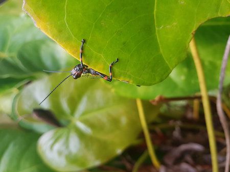 Grasshopper holding himself on top of green leaf