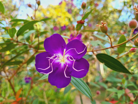Purple flower in the garden with nature background,Thailand.の写真素材