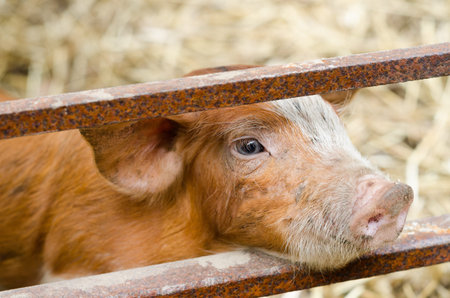 Pig