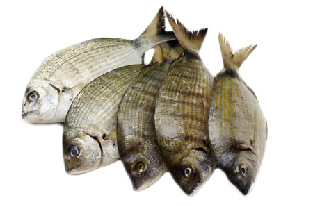 Sea breams on whiteの写真素材