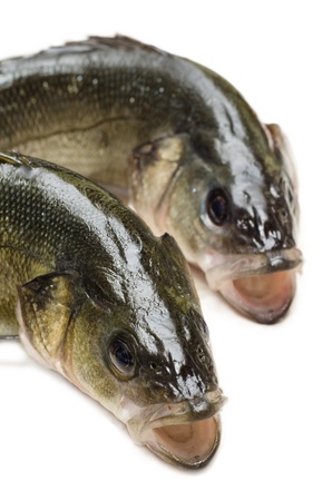 Fresh sea bassの写真素材