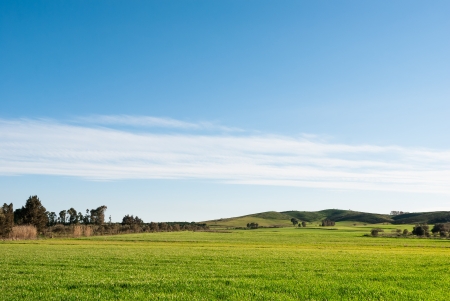 Wheat field in springの写真素材