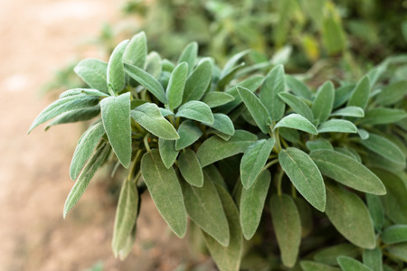 Fresh sageの写真素材