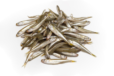 Bunch of fresh whitebait, fresh fishの写真素材