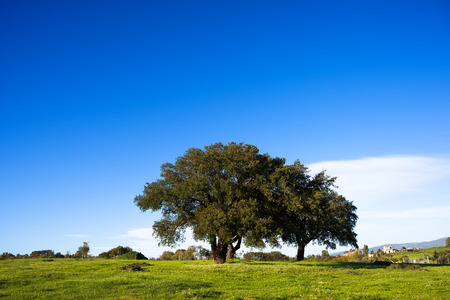 Sardinia, oaksの写真素材