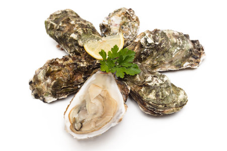 Fresh oysterの写真素材