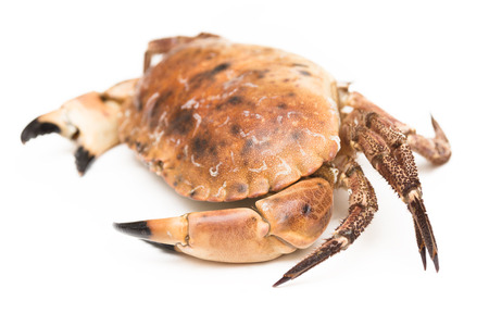 Fresh crabの写真素材