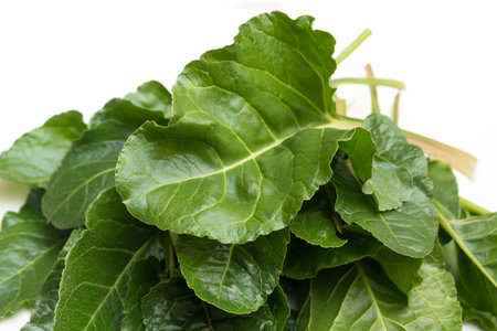 Fresh Swiss Chard