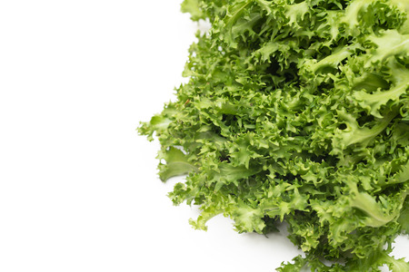 Fresh curly endive isolated on white backgroundの写真素材