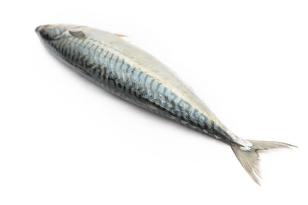 Mackerel on white