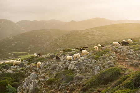 Cala Domestica, Sheep flock, Sardiniaの写真素材