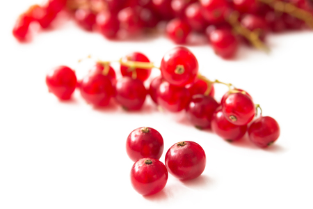 Red Currantの写真素材