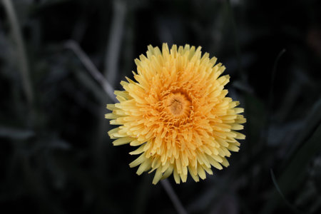 Weathered dandelion.