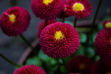 Red flowers in apot.