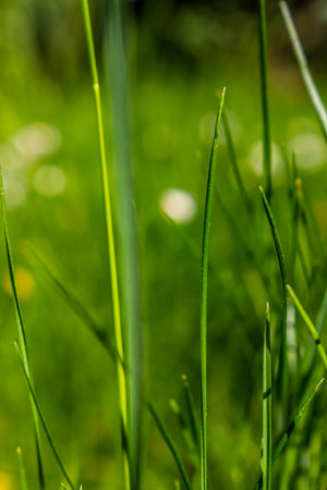 Grass stalks.の写真素材