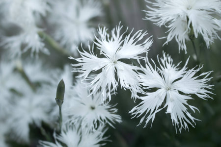 White flowers.の写真素材