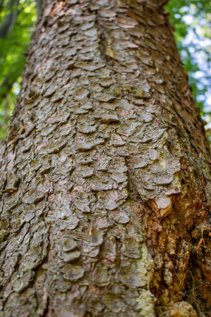 Tree trunk.の写真素材