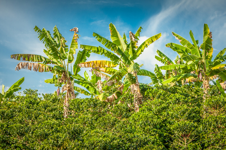 This image shows banana tress in a coffee plantation in Jerico Colombia in the state of Antioquiaの写真素材