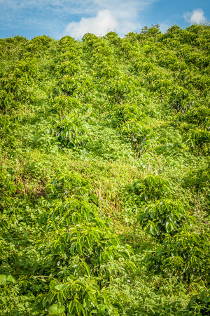 This image shows a coffee plantation in Jerico Colombiaの写真素材