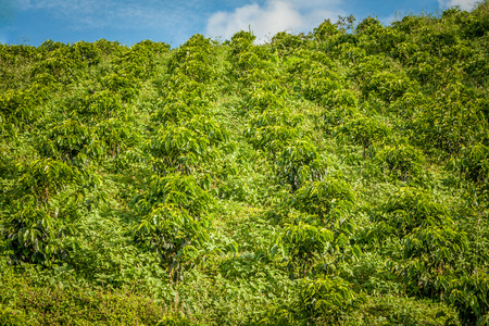 This image shows a coffee plantation in Jerico Colombiaの写真素材