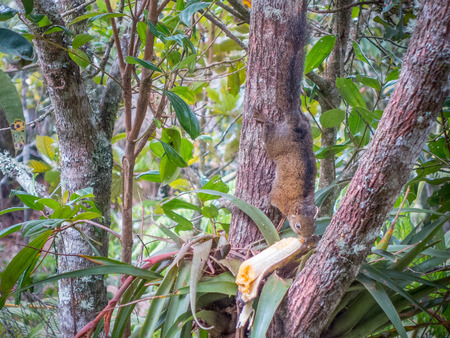 This image is showing a squirrel on a tree eating banana. Seen in Santa Helena, Colombia.の写真素材