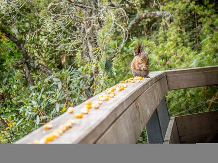 This image is showing a squirrel eating corn in Santa Helena, Colombia.