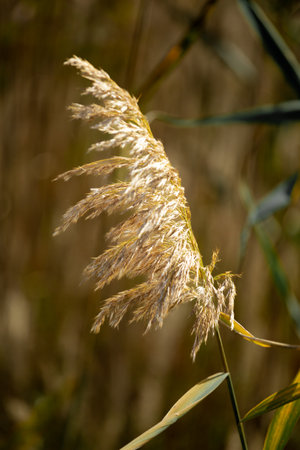 Amazing agriculture sunset landscape.Growth nature harvest. Wheat field natural product. Ears of golden wheat close up. Rural scene under sunlight. Summer background of ripening ears of landscape.の写真素材