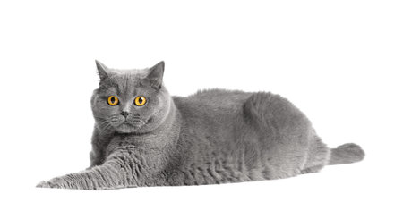 Purebred shorthair cat lies on a white background. Fat Scottish cat isolated. Obesity of the British cat.の写真素材