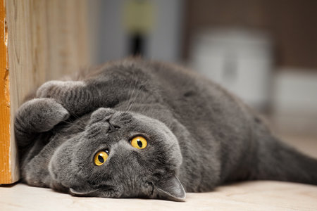 A thoroughbred British cat sits on the floor and looks ahead. Shorthair British woman in the interior. Surprised gray cat sits on the carpetの写真素材