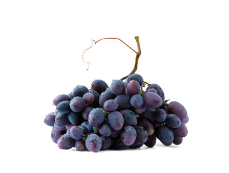 A bunch of blue grapes on a white background with water drops. Grapes with a branch. Grapes on a branch.の写真素材