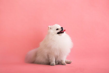 Portraite of cute fluffy puppy of pomeranian spitz. Little smiling dog lying on bright trendy red background.の写真素材