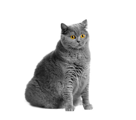 A fat shorthair cat with big red eyes sits on a white background. animal obesity. British cat on a white background. A large cat of the British breed sits and looks in surpriseの写真素材