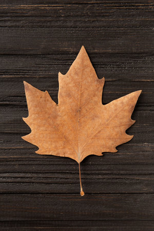 Dry yellow leaf on a structural wooden background top view. Autumn leaf on a dark background. Dry sycamore leaf. autumn composition.の写真素材