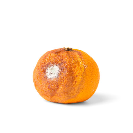 Tangerine with mold isolated on a white background. Moldy citrus fruit. Food forgotten in the fridge. Biodegradable food waste. close-up.の写真素材