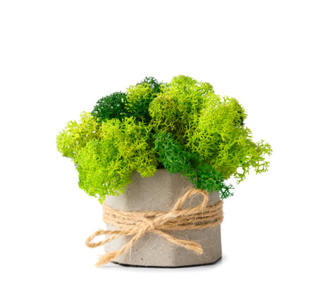 Stabilized green moss in gray decorated flowerpot on a white background. home decor. Indoor flowers that do not require watering.の写真素材
