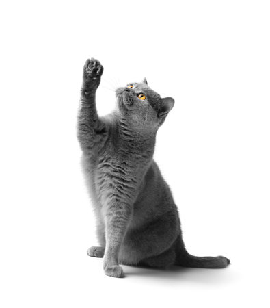 Purebred British gray cat sits and stretches its paw up on a white background. Advertising of treats, food for cats.の写真素材