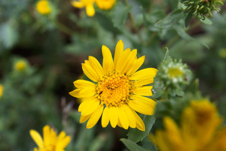 A large yellow wild flower on a blurred green background. floral background.の写真素材
