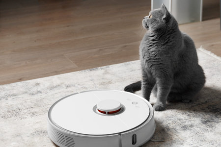 A British cat sits next to a robotic vacuum cleaner in the living room. The concept of easy daily...