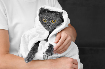 Funny wet British cat is wrapped in a white towel, the girl is holding a domestic cat after bathing, pet hygieneの写真素材