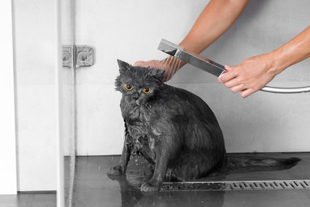 Funny wet British cat in the shower, water is poured on the cat, cat bathing, pet hygiene, care, care, bathing processの写真素材