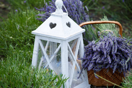 Large bouquets of lavender in a wicker basket on a lavender fieldの写真素材