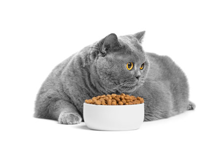 A fat British cat eats cat food from a bowl on a white background. Obesity, overweight cats. Diet, pet food.の写真素材