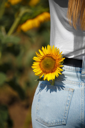 A girl stands in a field of blooming sunflowers, a sunflower flower in the back pocket of her jeans, close-up.の写真素材